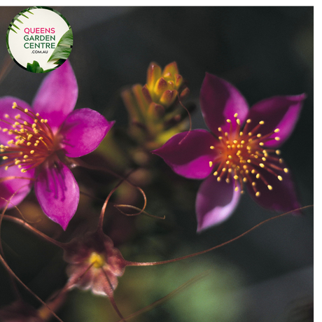 Close-up of Calytrix tetragona Coastal Pink Queen flowers, showcasing vibrant pink star-shaped blooms surrounded by fine, needle-like foliage, highlighting the plant's unique texture and color