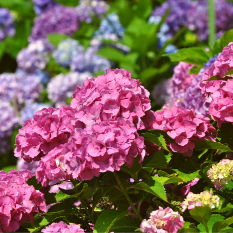 Hydrangea macrophylla - Pink