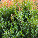 Syzygium Northern Select