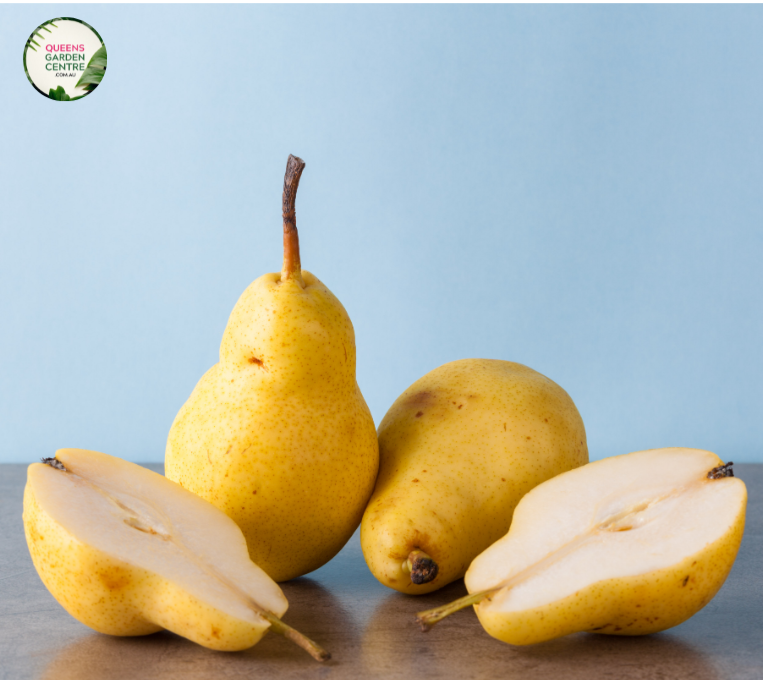 Pear Corella