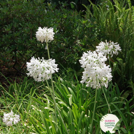 Agapanthus (PMB020)  River Garden White