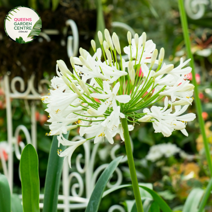 Agapanthus (PMB020)  River Garden White