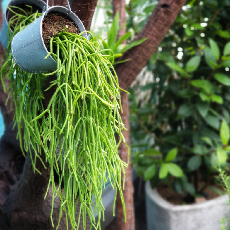 mistletoe Cactus (Rhipsalis Clavata)