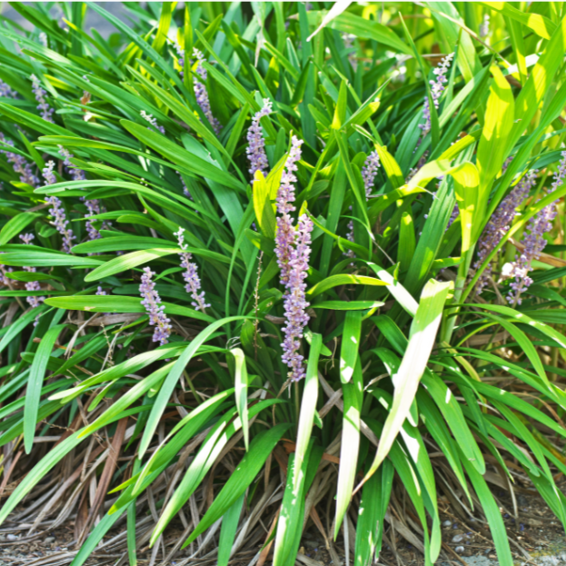 Liriope Muscari Stedsegrøn Kæmpe