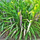 Liriope Muscari Stedsegrøn Kæmpe