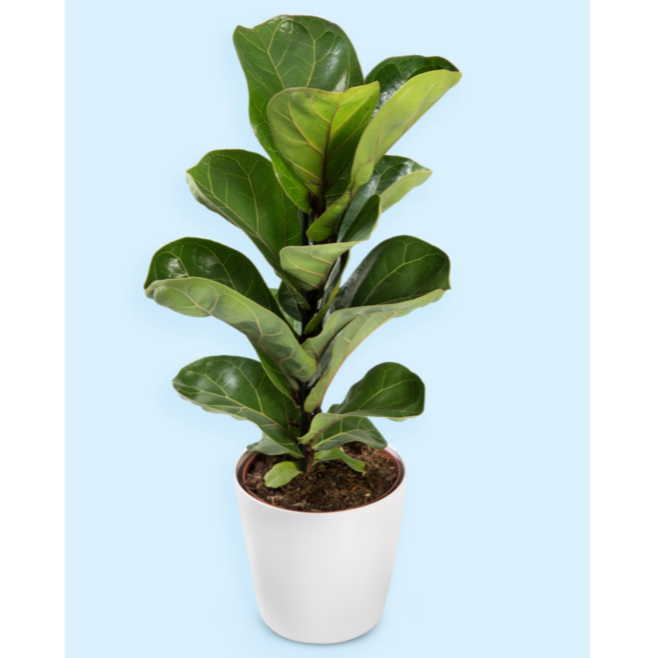 Ficus Lyrata