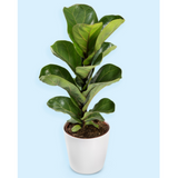 Ficus Lyrata