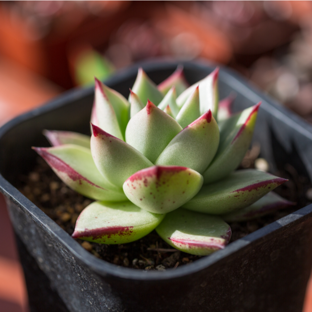 Echeveria Christmas