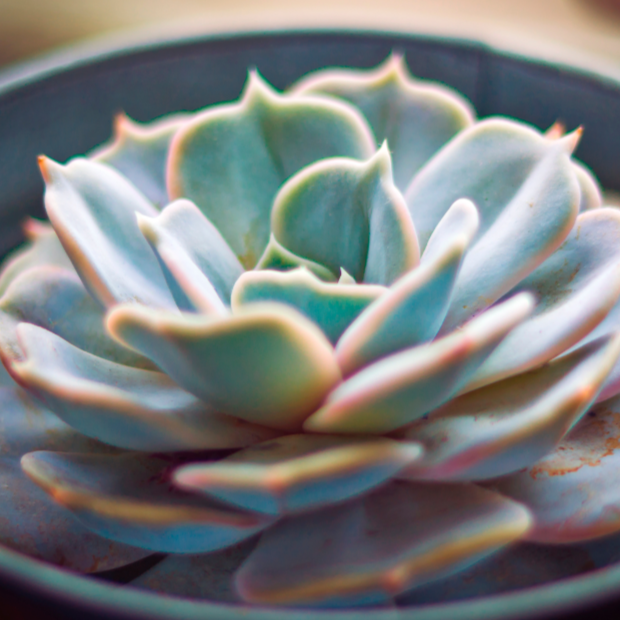 Echeveria Asanta Sana