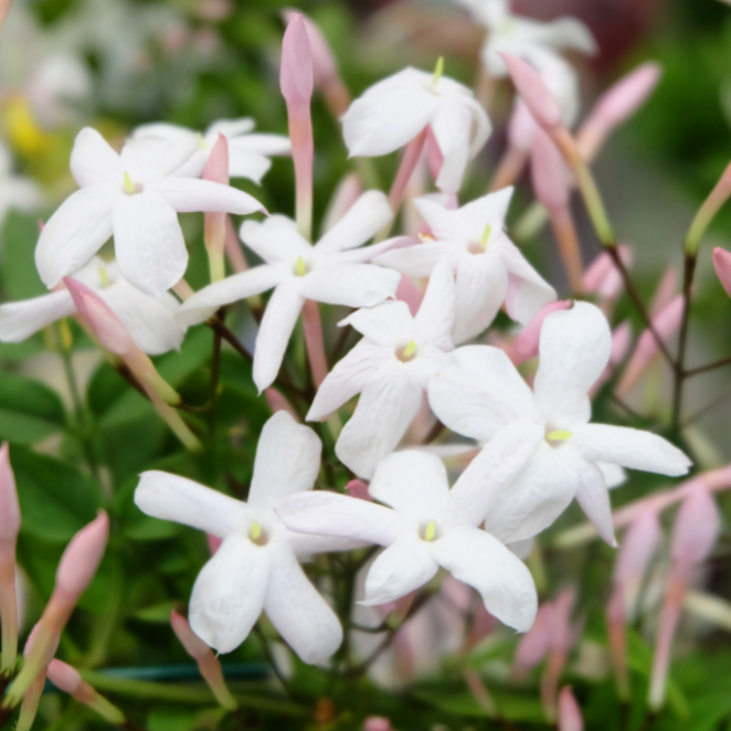 Jasminum Polyanthum