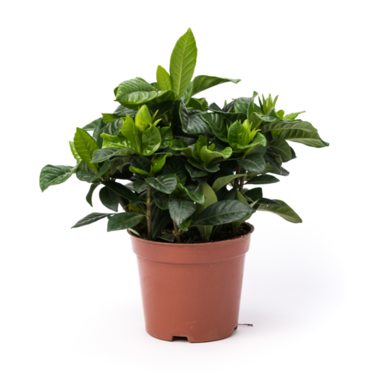 Gardenia Augusta Magnifica