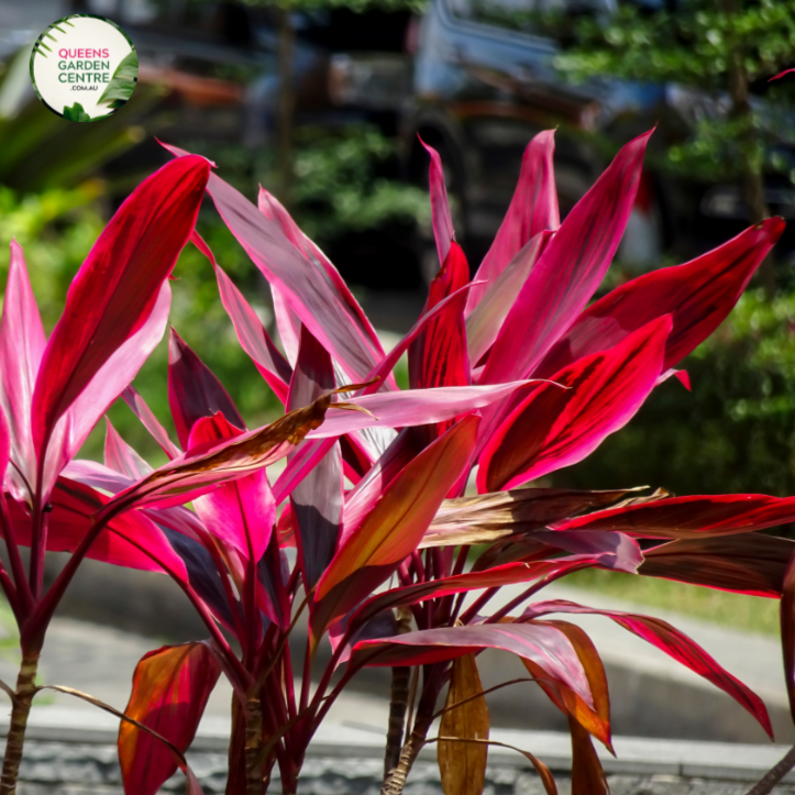 Cordyline Fruticosa Rubra 