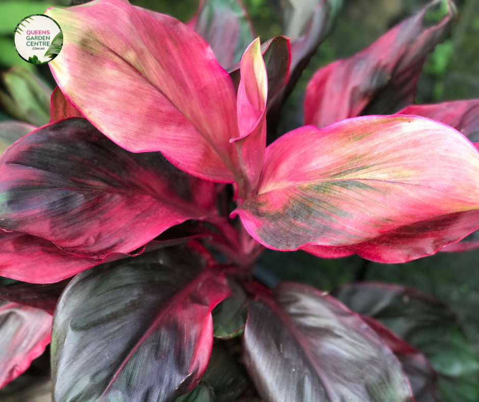 Cordyline Fruticosa Rubra 