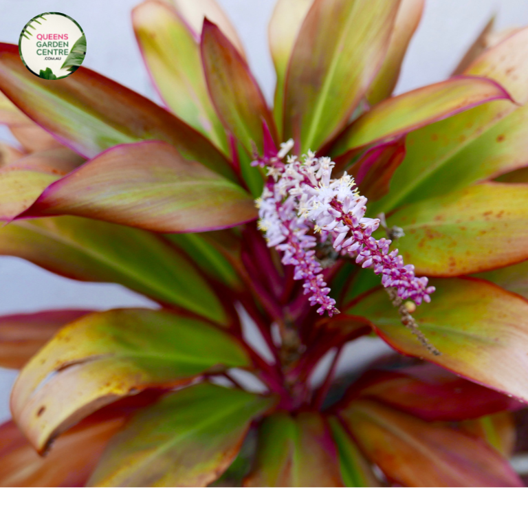 Cordyline Fruticosa Schubertii