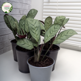 Ctenanthe Setosa Grey Star