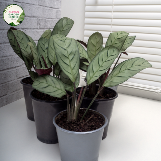 Ctenanthe Setosa Plant