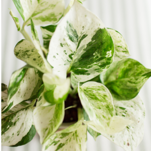 Epipremnum aureum Pearls and Jade