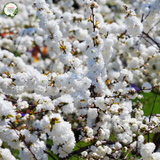 Peach - Alboplena Prunus persica