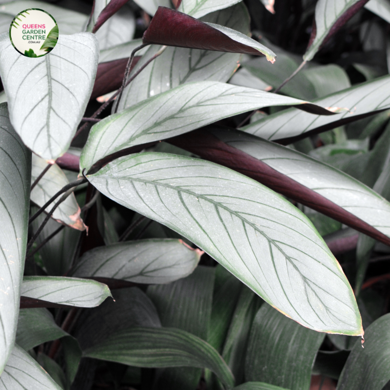 Ctenanthe Setosa Grey Star