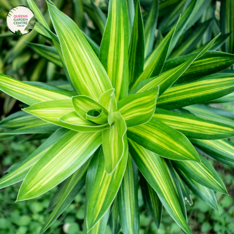 Dracaena Fragrans Burley