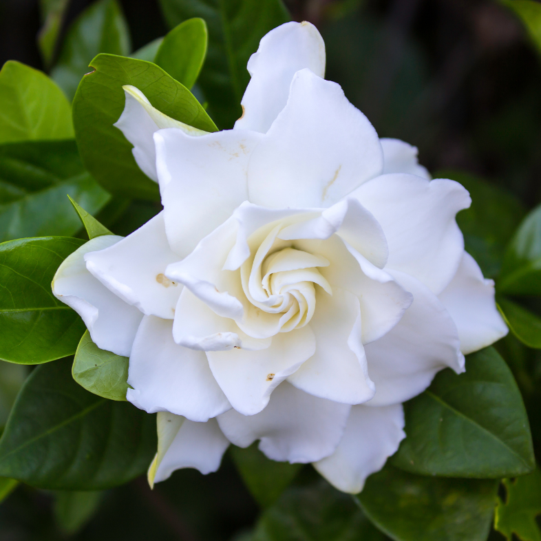 Gardenia Augusta Aimee Yoshiba ( Jasminoides)