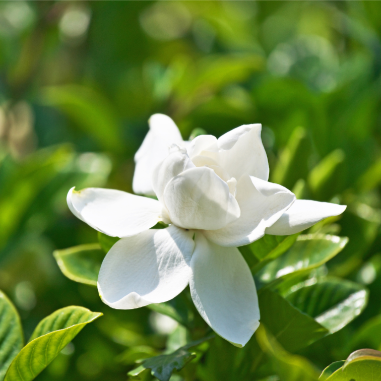 Gardenia Augusta Aimee Yoshiba ( Jasminoides)