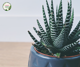 Close-up photo of an Aloe Variegata Gator plant showcasing its unique patterned leaves. The succulent plant features rosettes of fleshy leaves with vibrant green and creamy white stripes running vertically across each leaf. The leaves are thick and triangular, tapering to a sharp point. The plant is sitting in a pot, with a textured surface visible in the background.