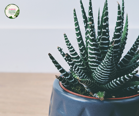 Close-up photo of an Aloe Variegata Gator plant showcasing its unique patterned leaves. The succulent plant features rosettes of fleshy leaves with vibrant green and creamy white stripes running vertically across each leaf. The leaves are thick and triangular, tapering to a sharp point. The plant is sitting in a pot, with a textured surface visible in the background.