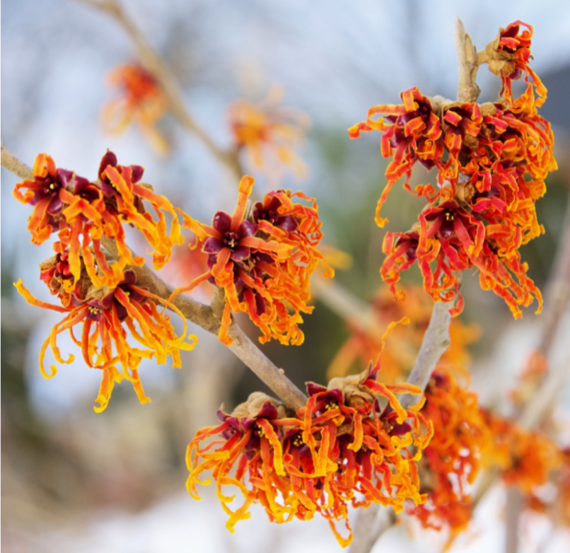 Hamamelis x intermedia Diane Witch Hazel