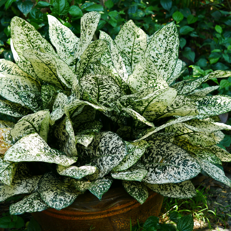 Dieffenbachia maculata Tropical Tiki