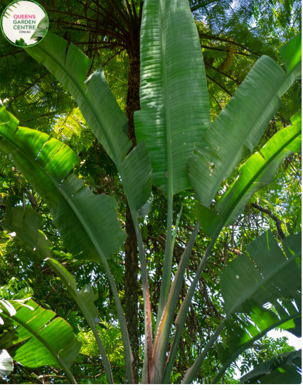 Strelitzia Nicolai