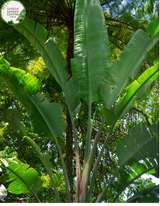 Strelitzia Nicolai