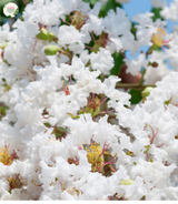 Lagerstroemia Natchez Crepe Myrtle