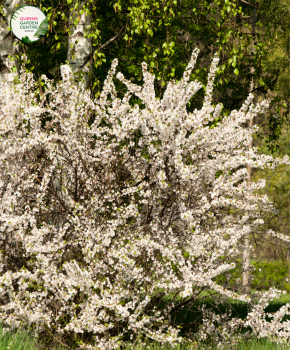 Peach - Alboplena Prunus persica