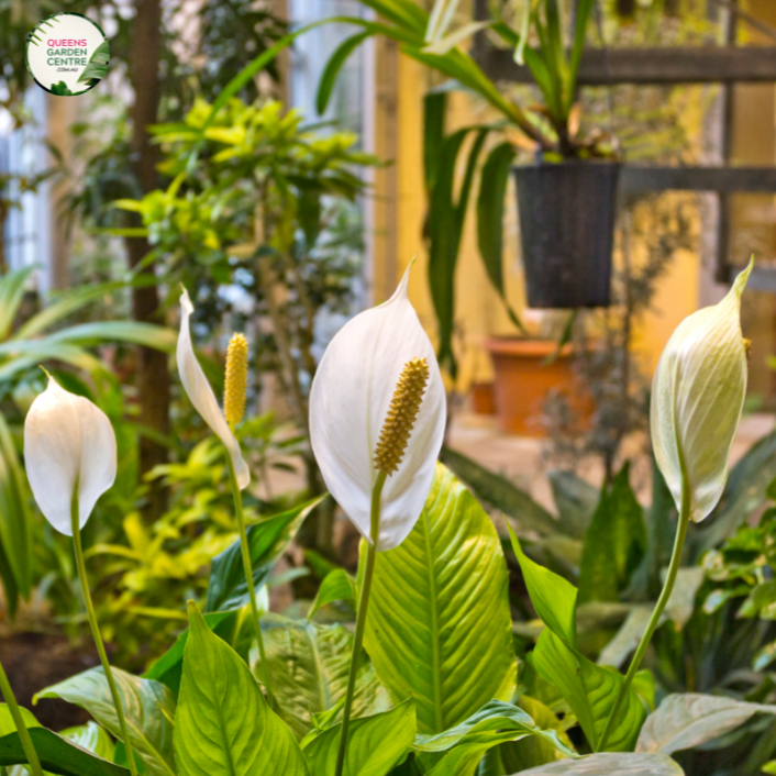 Spathiphyllum Sweet Chico