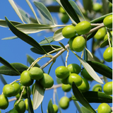 Olive Olea Europaea Paragon