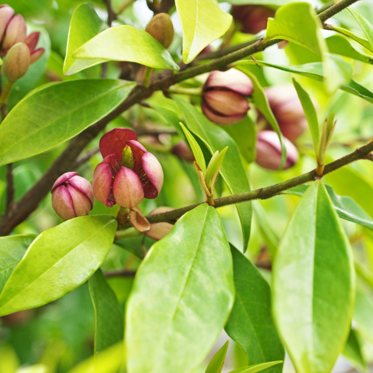 Michelia Figo Port Wine Magnolia