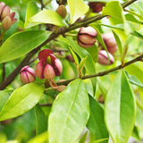 Michelia Figo Port Wine Magnolia