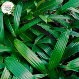 Rhapis Excelsa Multi Planted