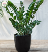 Zamioculcas Zamiifolia Jungle Warrior