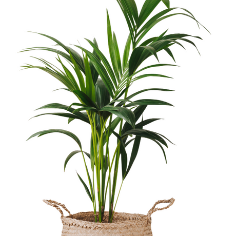 Mexican butterfly palm  (Chamaedorea atrovirens)