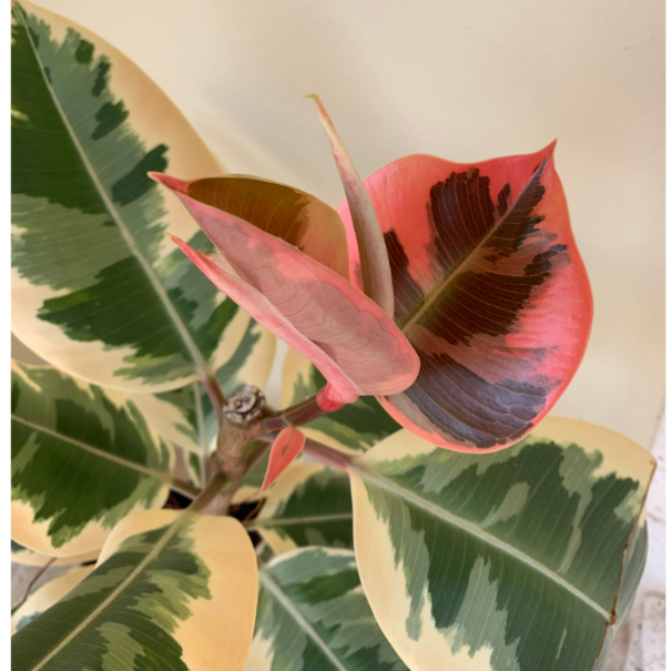 Ficus Elastica Tineke