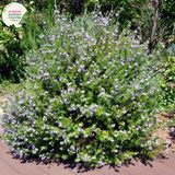  "An image of the Westringia fruticosa 'Blue' plant, showcasing its ornamental features. This evergreen shrub displays slender, gray-green leaves and is adorned with clusters of small, blue to violet flowers. 'Blue' is a cultivar of Westringia fruticosa, celebrated for its compact form and charming floral display.