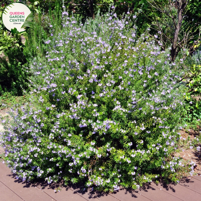  "An image of the Westringia fruticosa 'Blue' plant, showcasing its ornamental features. This evergreen shrub displays slender, gray-green leaves and is adorned with clusters of small, blue to violet flowers. 'Blue' is a cultivar of Westringia fruticosa, celebrated for its compact form and charming floral display.