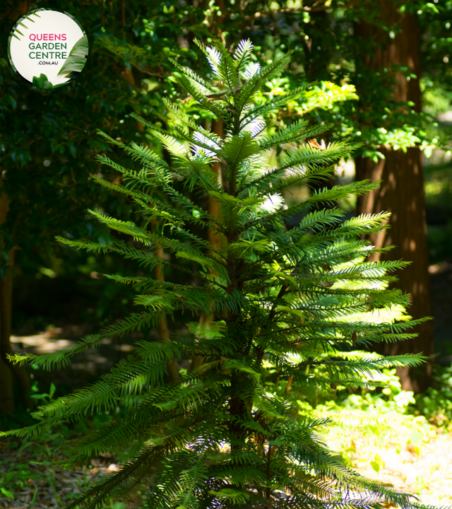 "A captivating image of the Wollemia nobilis plant, commonly known as the Wollemi Pine. This coniferous tree is renowned for its ancient lineage and distinctive appearance. The tree features a unique arrangement of foliage with dark green, fern-like leaves arranged in spirals along its branches. 'Wollemi Pine' is celebrated for its rare and endangered status, adding to its botanical significance. 