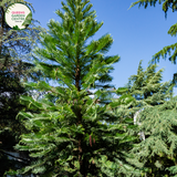 "A captivating image of the Wollemia nobilis plant, commonly known as the Wollemi Pine. This coniferous tree is renowned for its ancient lineage and distinctive appearance. The tree features a unique arrangement of foliage with dark green, fern-like leaves arranged in spirals along its branches. 'Wollemi Pine' is celebrated for its rare and endangered status, adding to its botanical significance. 
