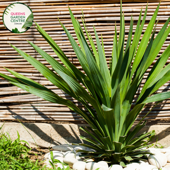 Alt text: Close-up photo of a Yucca elephantipes plant, commonly known as the Spineless Yucca or Giant Yucca. The tropical plant features a cluster of long, sword-shaped leaves with a striking green color and a rosette arrangement. The photo captures the architectural beauty of the Yucca elephantipes, highlighting its spiky, yet elegant, foliage.