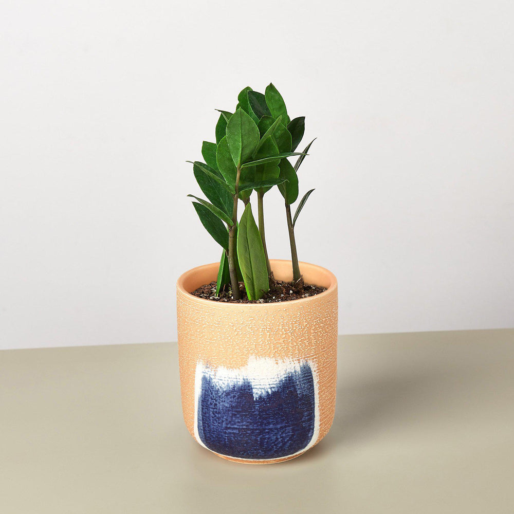 Zamioculcas Zamiifolia 'ZZ' - House Plant Shop