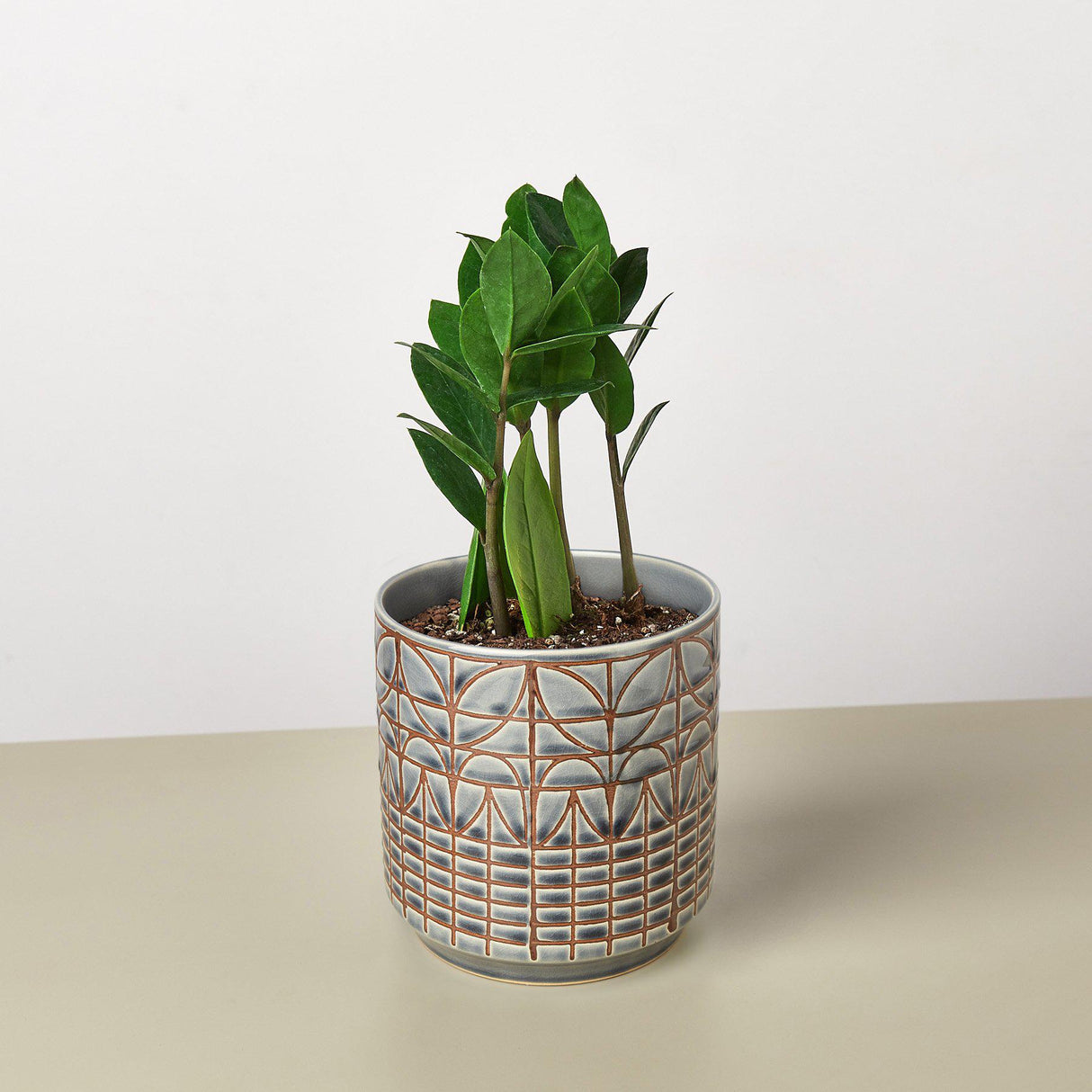 Zamioculcas Zamiifolia 'ZZ' - House Plant Shop