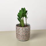 Zamioculcas Zamiifolia 'ZZ' - House Plant Shop